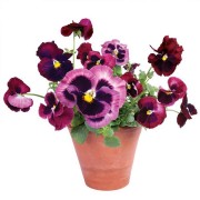 Flat Flowers - Originals Window Stickers Pansies - Violets