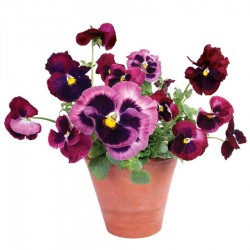 Flat Flower Raamsticker - paarse Viooltjes in een pot