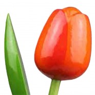 OrangeRed - Bunch Wooden Tulips