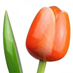 OranjeWit - Boeket Houten Tulpen