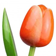 OrangeWhite - Bunch Wooden Tulips
