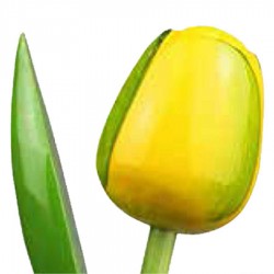 YellowGreen - Bunch Wooden Tulips