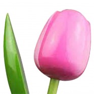 PinkWhite - Bunch Wooden Tulips