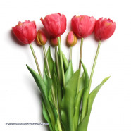 Double Beauty Pink artificial tulips 44cm