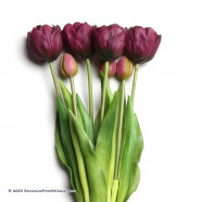 Donkerpaarse Dubbele kunst tulpen 44cm