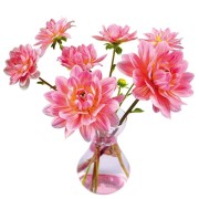 Flat Flowers - Originals Window Stickers Dahlia Pink