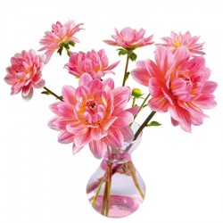 Flat Flower - Dahlia Pink