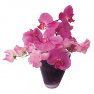 Paars Roze Orchidee Flat Flower Raamsticker