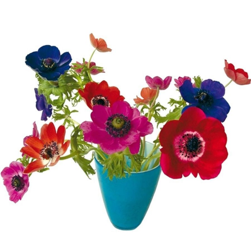 Flat Flower - Anemone Blue Red Pink