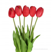 Single tulips dark pink...