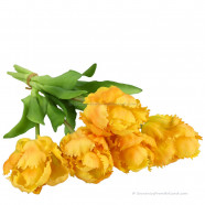 Parrot tulips yellow 40cm - Bunch of 5 artificial tulips